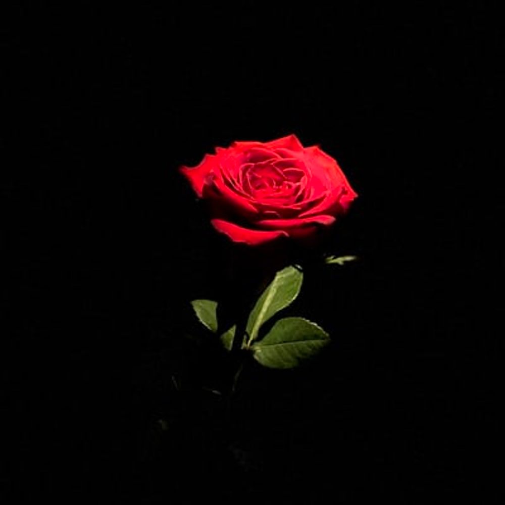 MurderRose