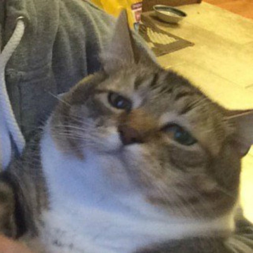 housecat