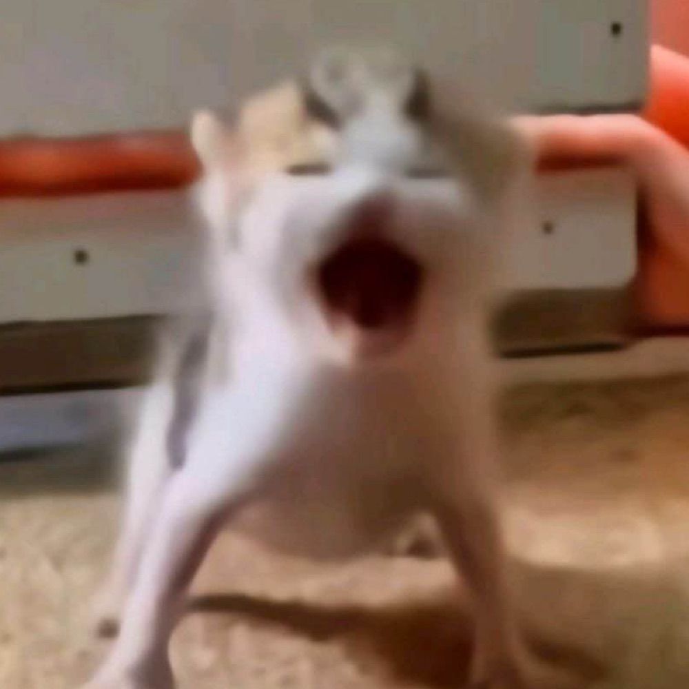 miao
