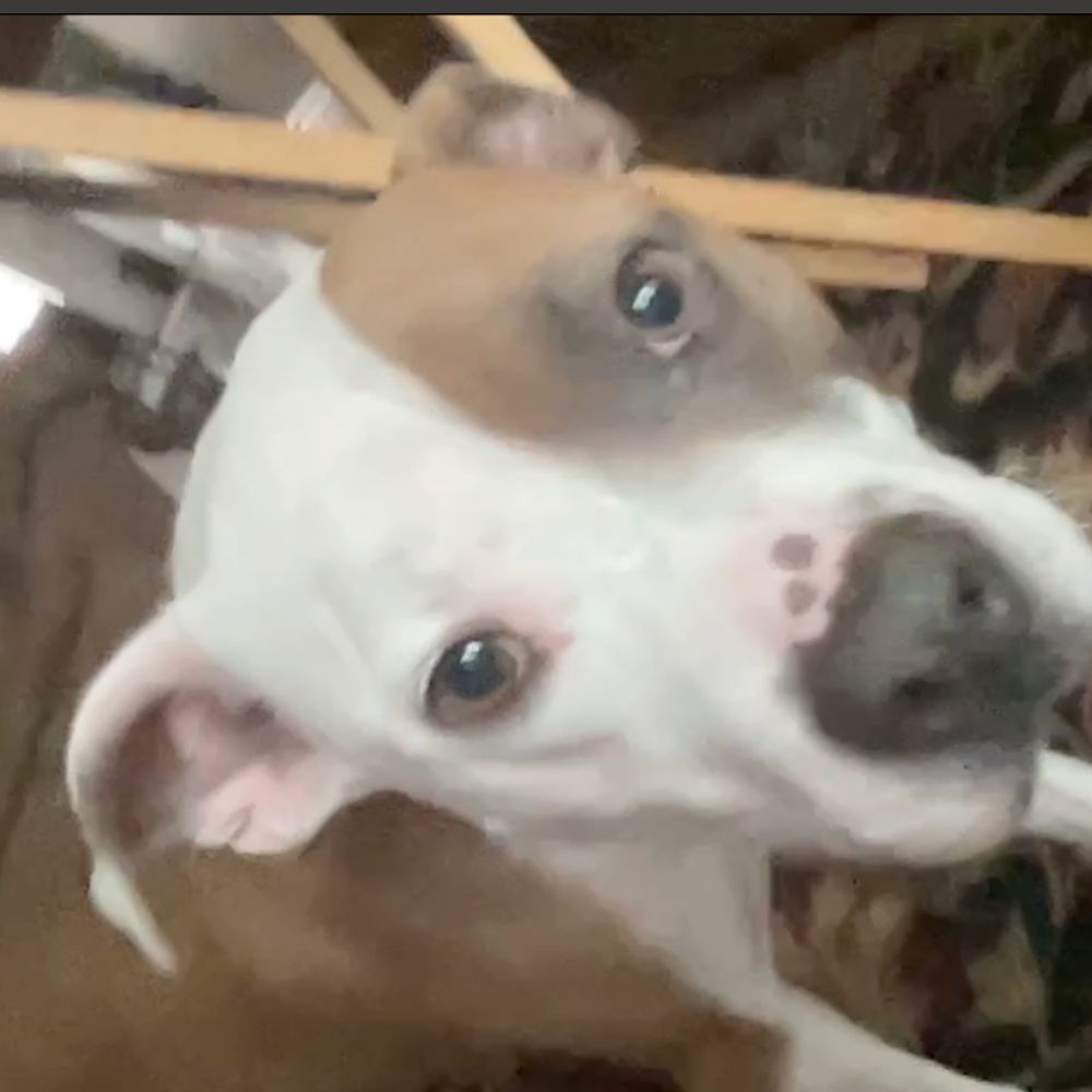 Holly (Is my dog)🇵🇷🇺🇸🇺🇦🇵🇸
