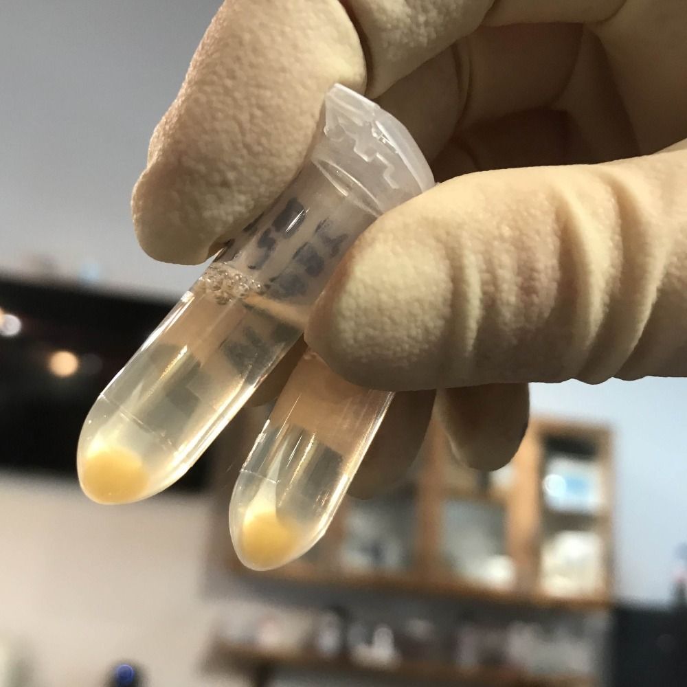Brain Chemistry Labs