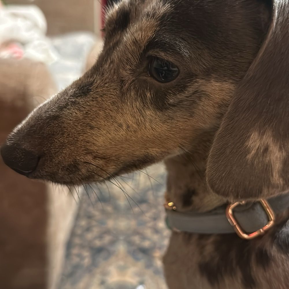 MamaRebelle