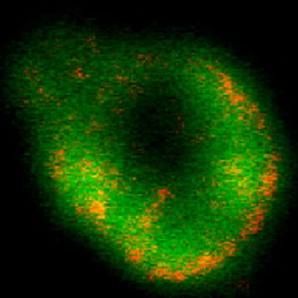 Intracellular Ion Channel Laboratory (Singh lab)