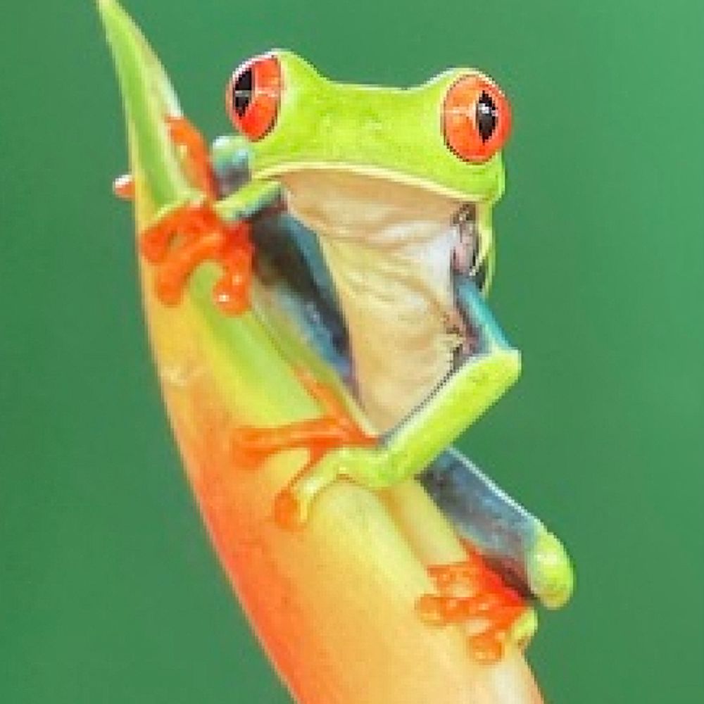 ergodr.bsky.social profile picture