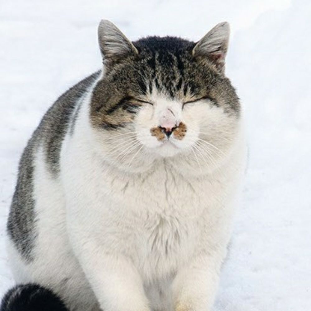 cicikus