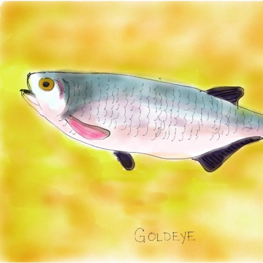 ZoeSTodd