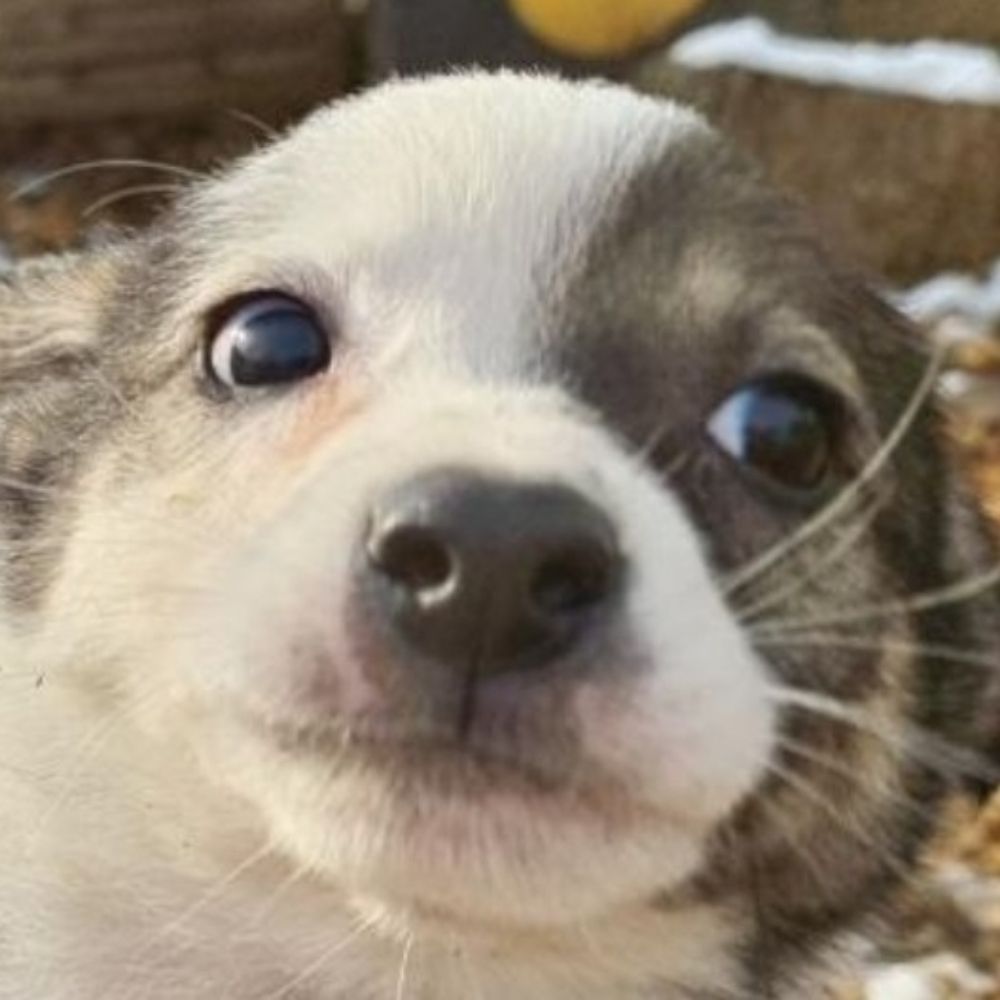 pusteplum