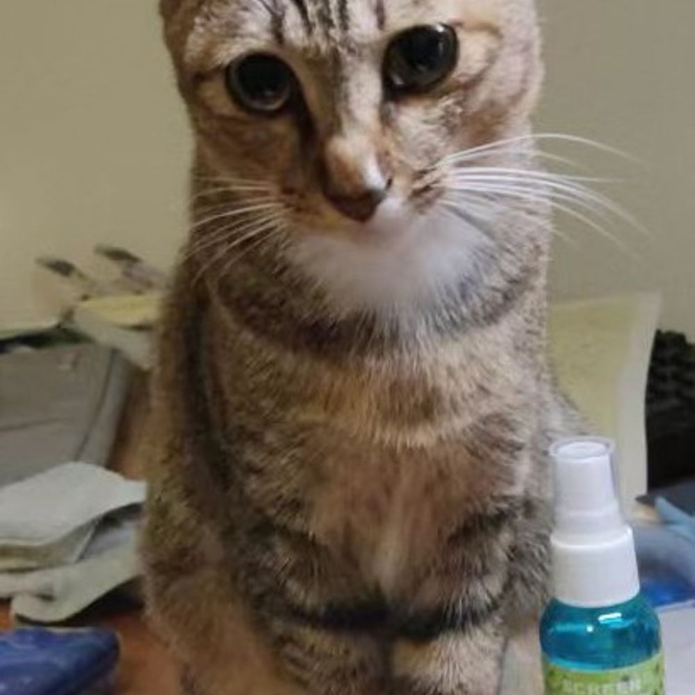 terrorist :: Feline