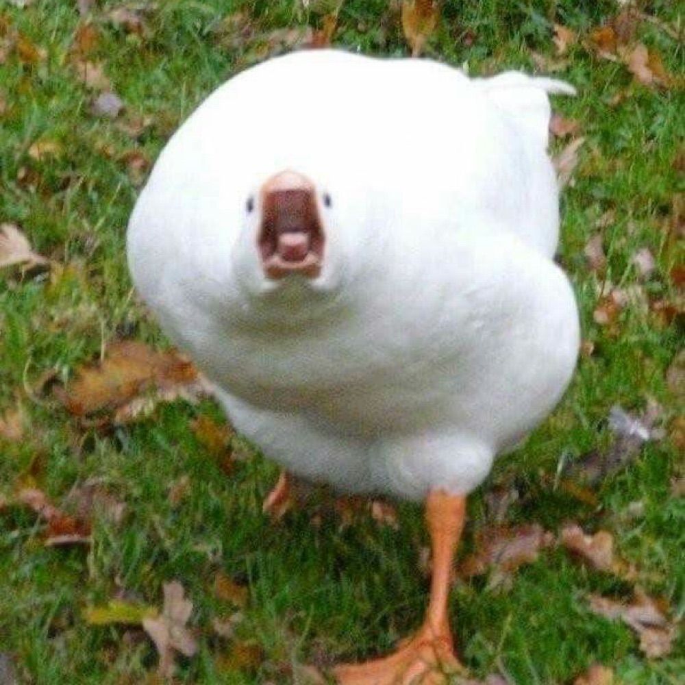 Pata