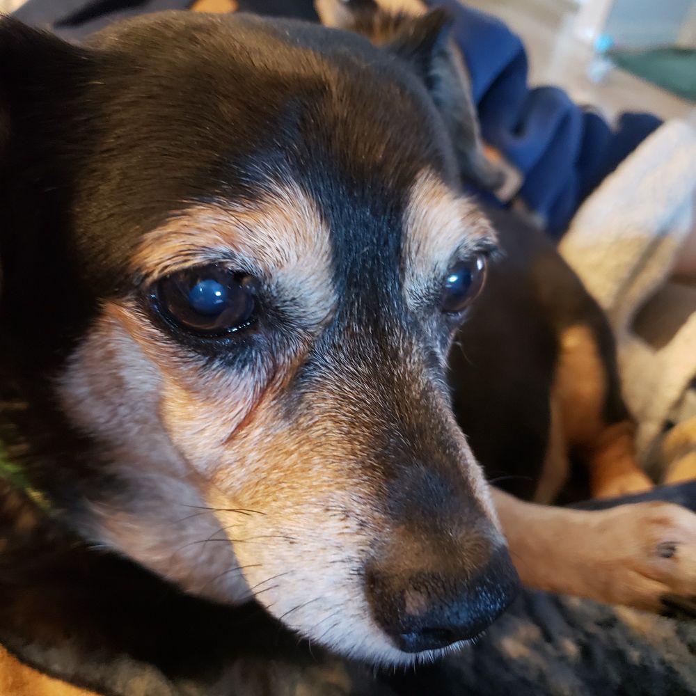 Joebug