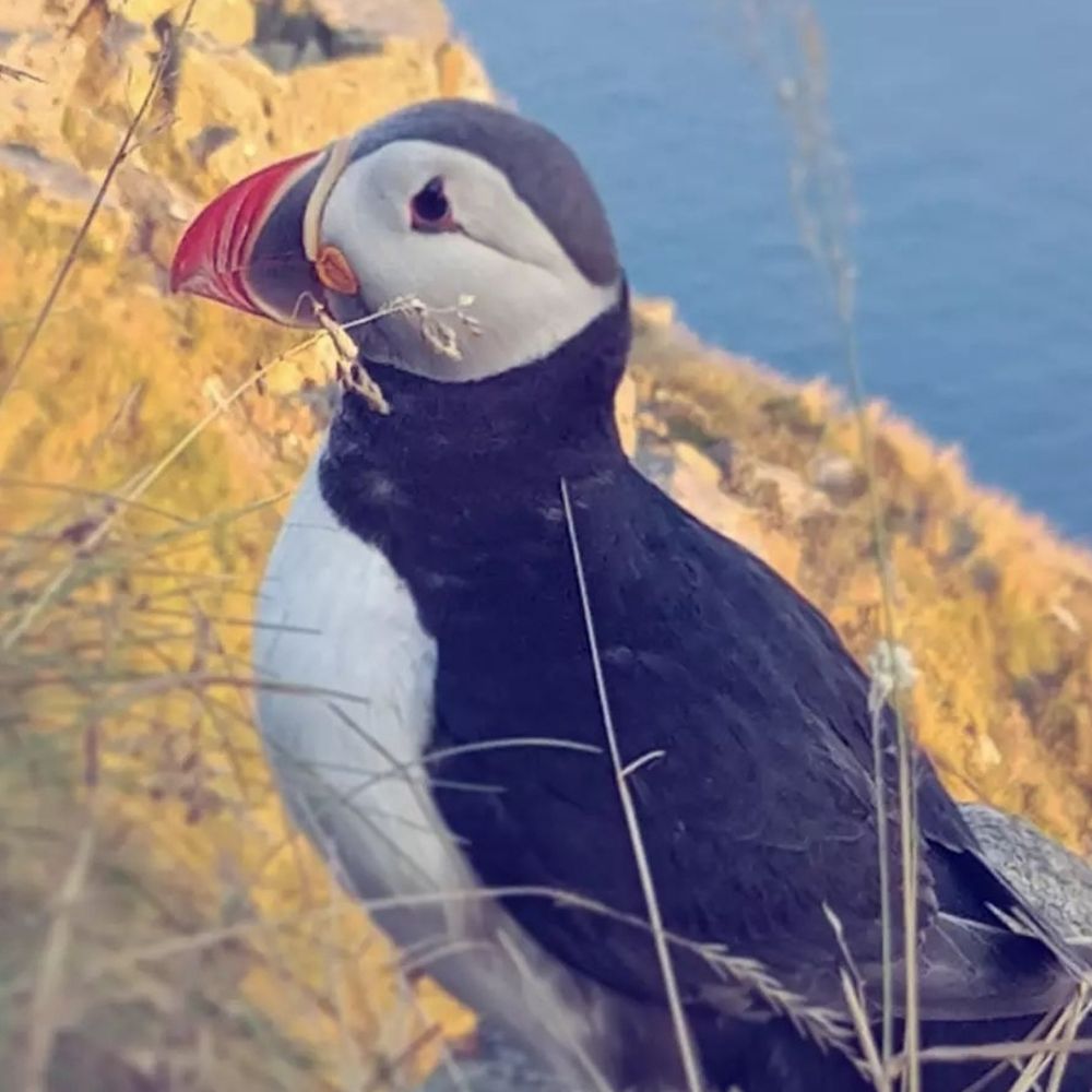 This Little Puffin 