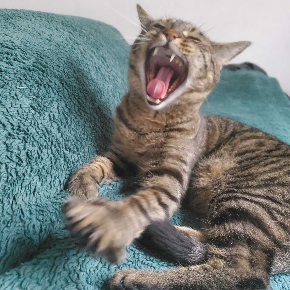 MeowAllieCat
