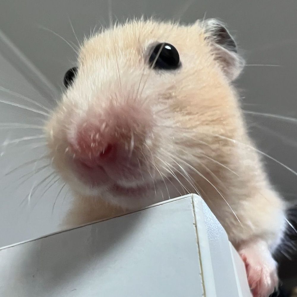 재영