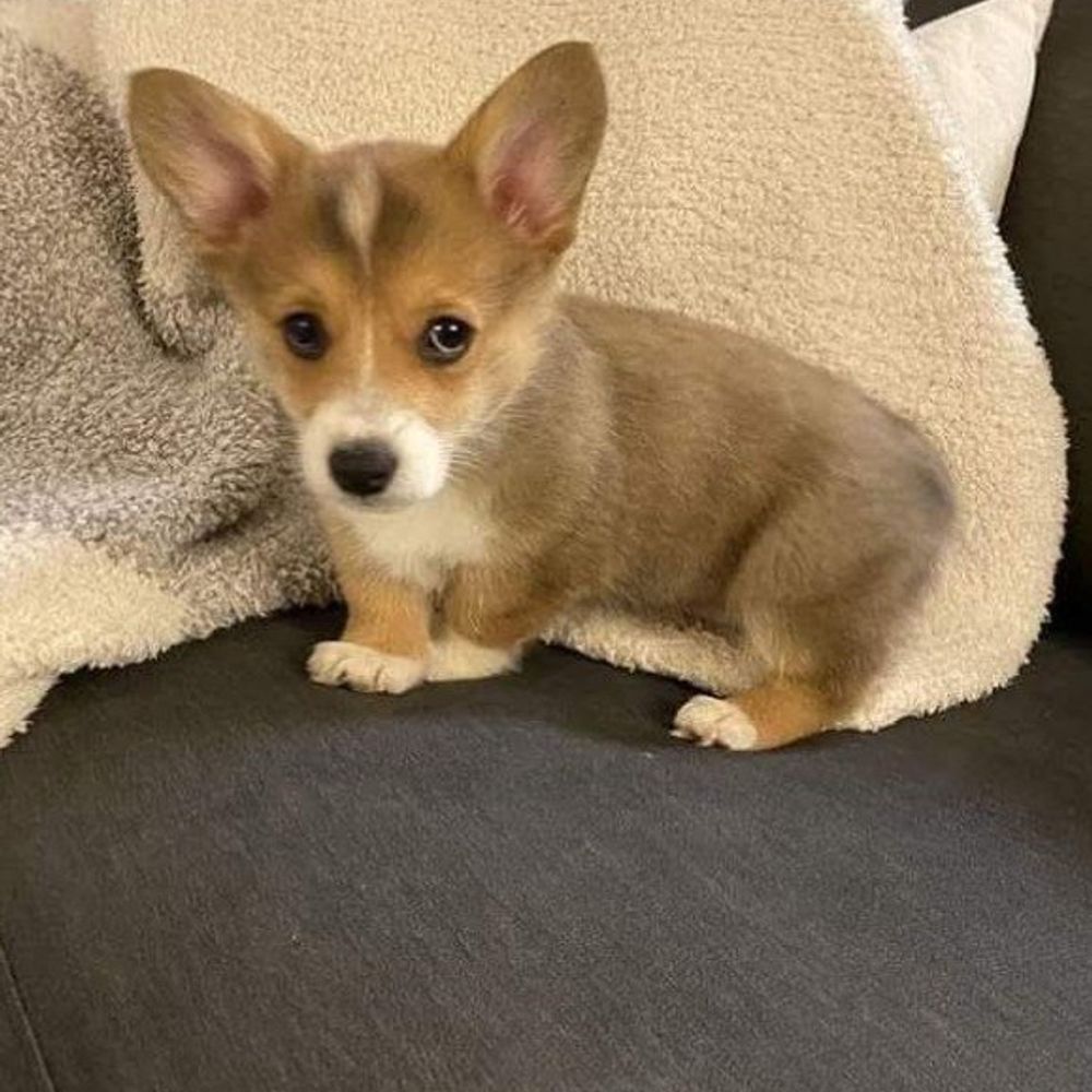 Harper