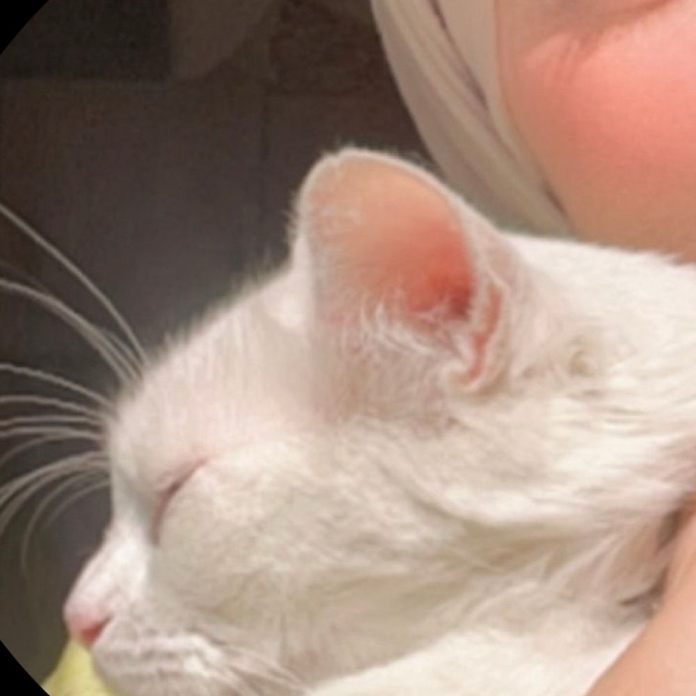 A campaign to save my cat’s life in Gaza🙏😭🐾