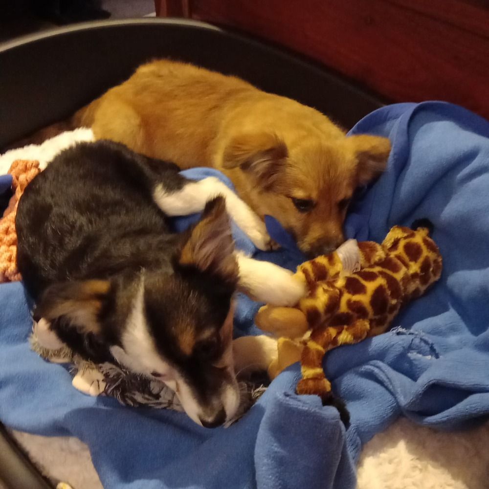 Strolch & Peanut