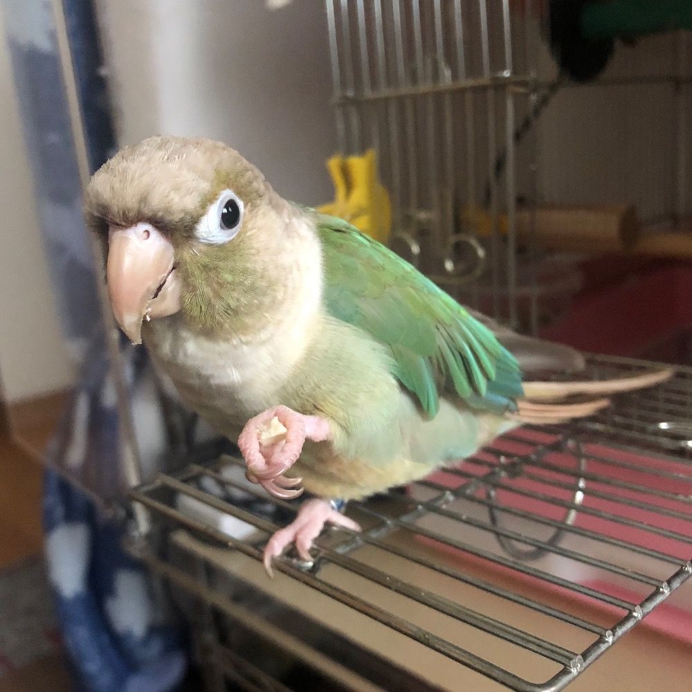 にいに
