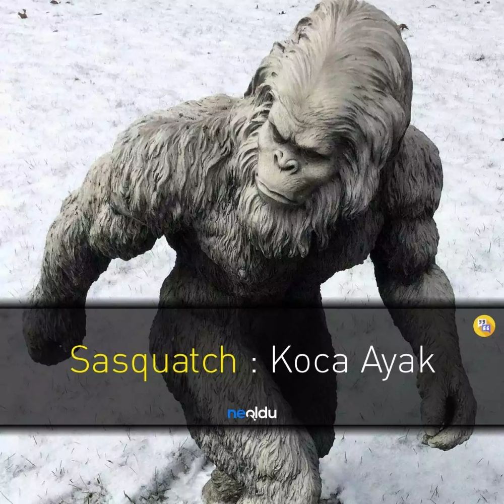 sasquatch