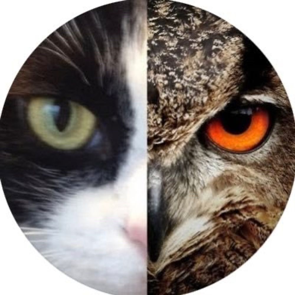 OwlCat