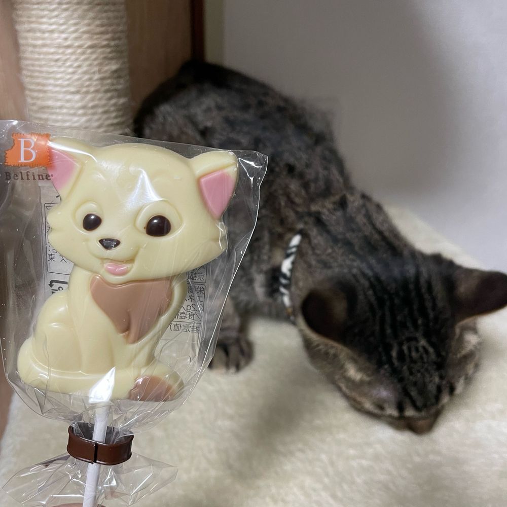 くう(だいず、ぽんこつ)