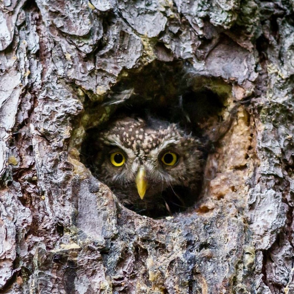 Owl