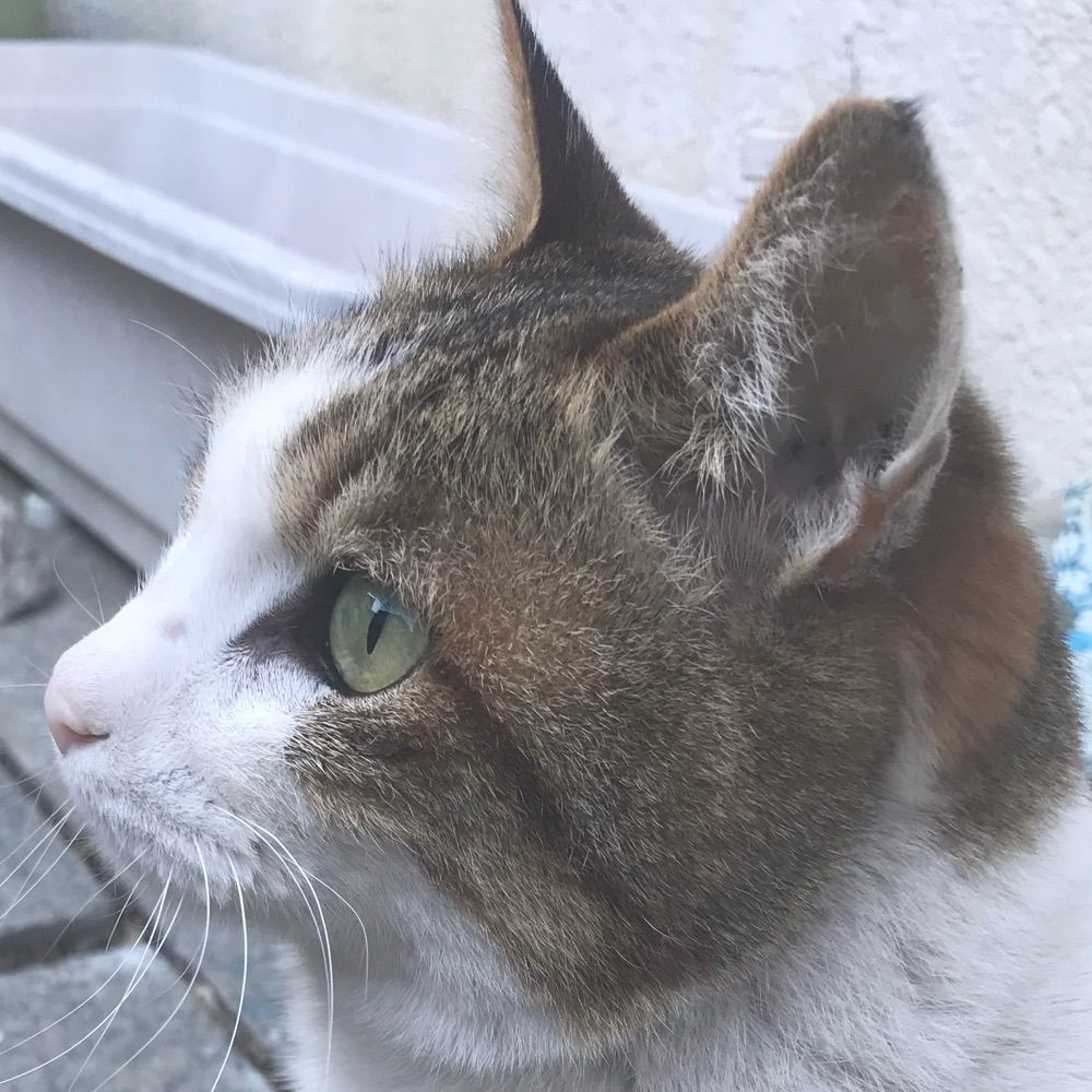りおん