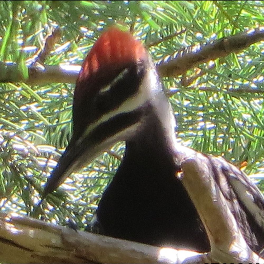 Blue Mountains Biodiversity Project