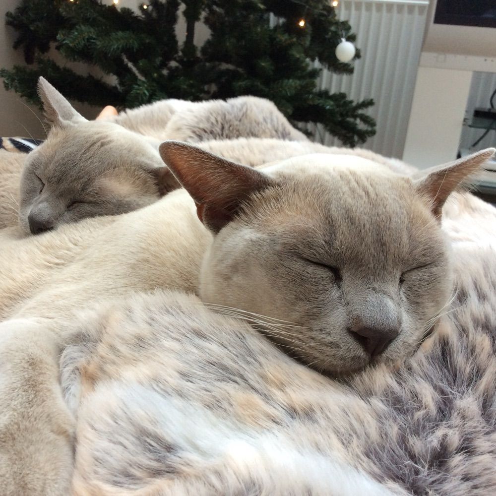 Cats Fight Back