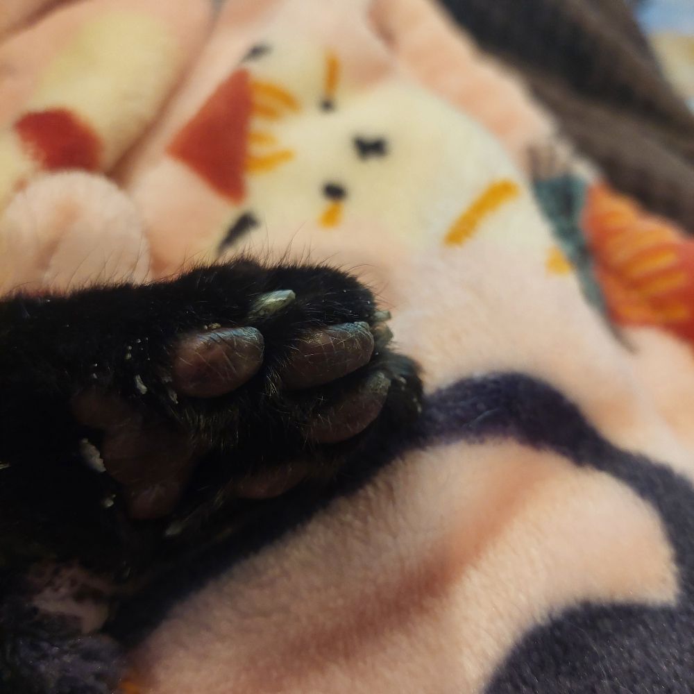 Toe Beans