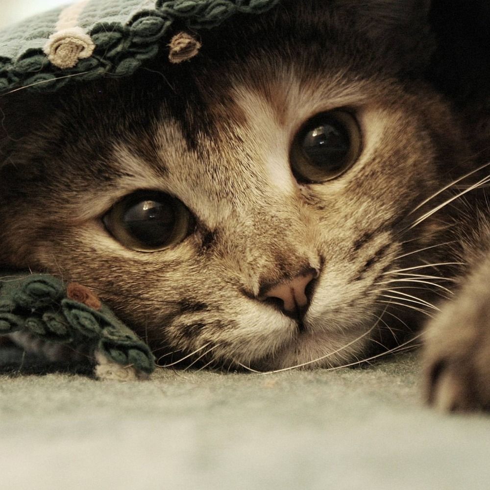 Cute Cat Photos 🐱 かわいい猫の写真