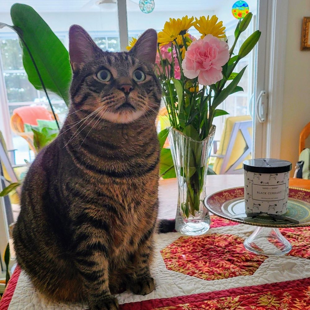 Eddie the Tabby