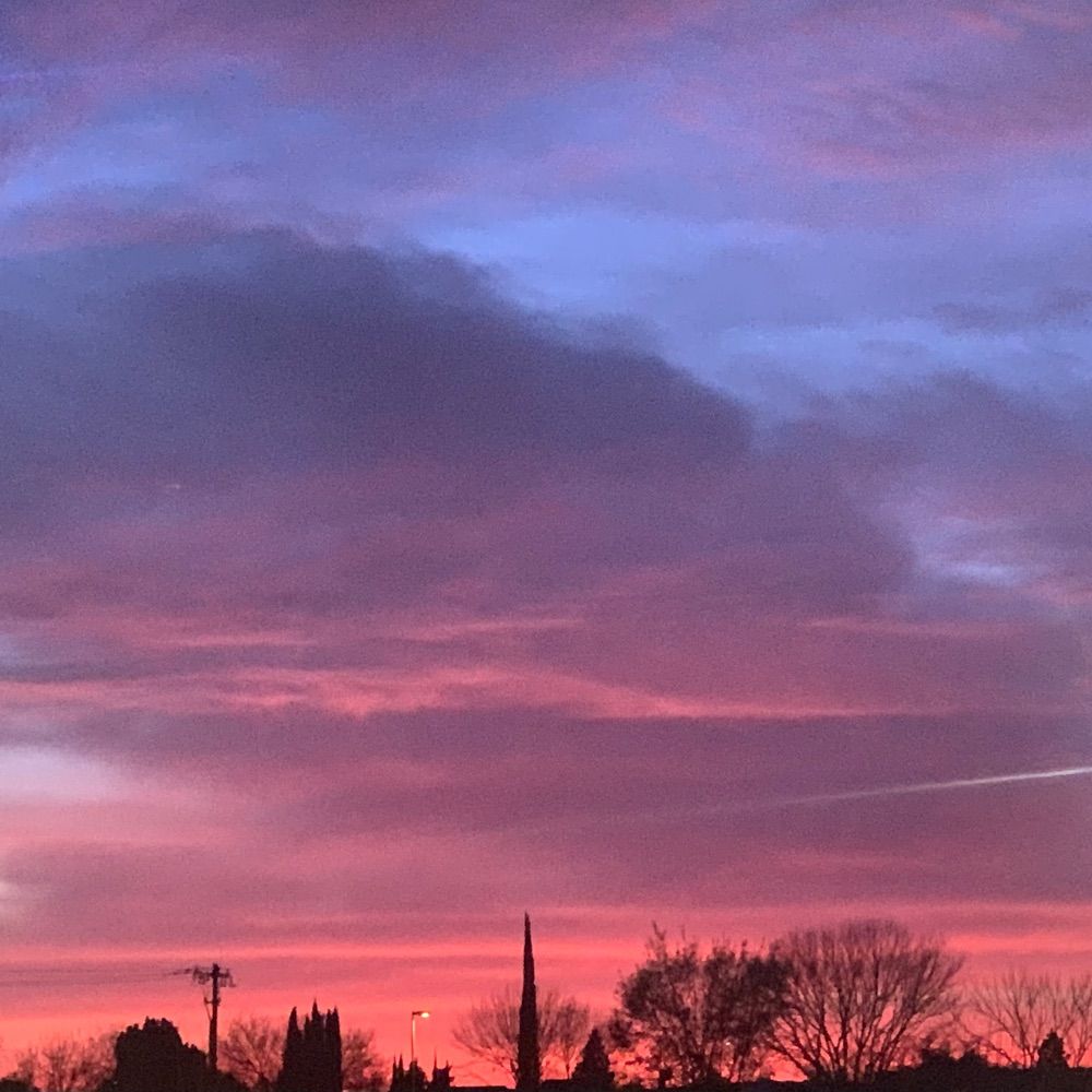 a sunset bloom