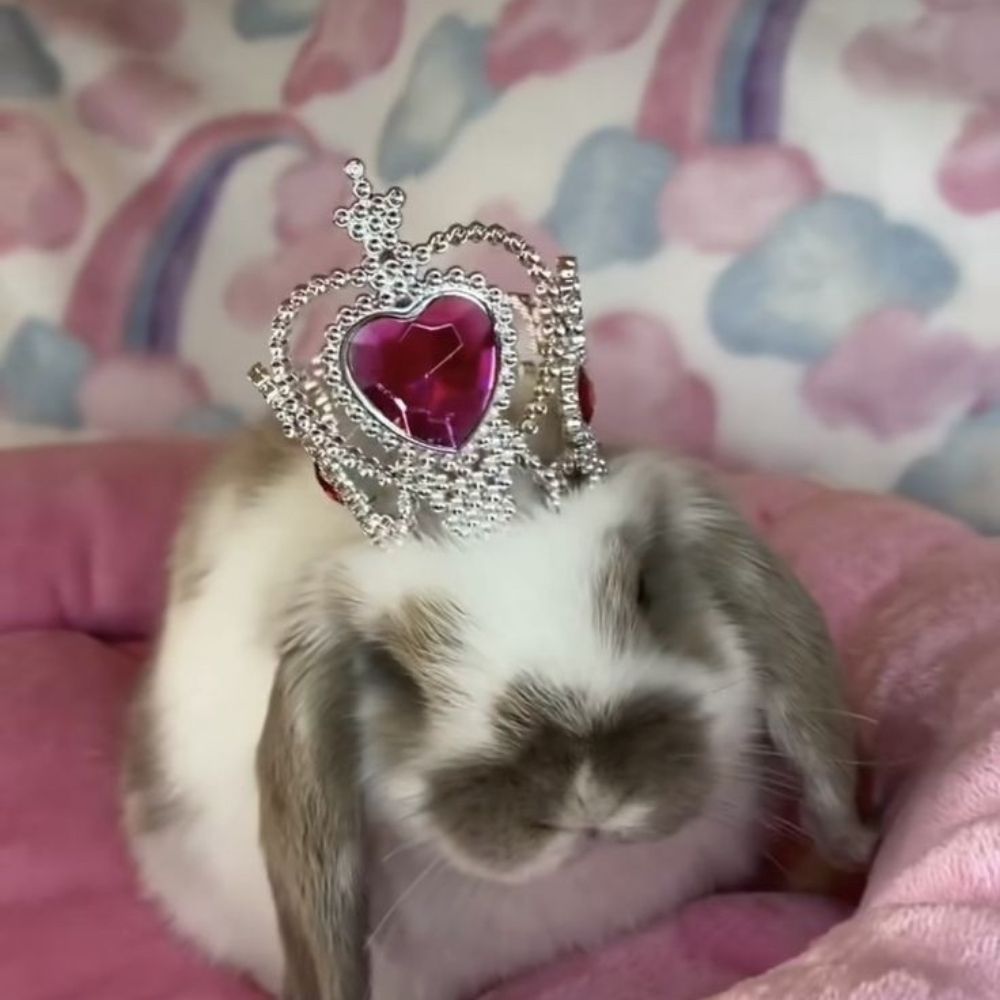 coelha burra com uma coroa de princesa 