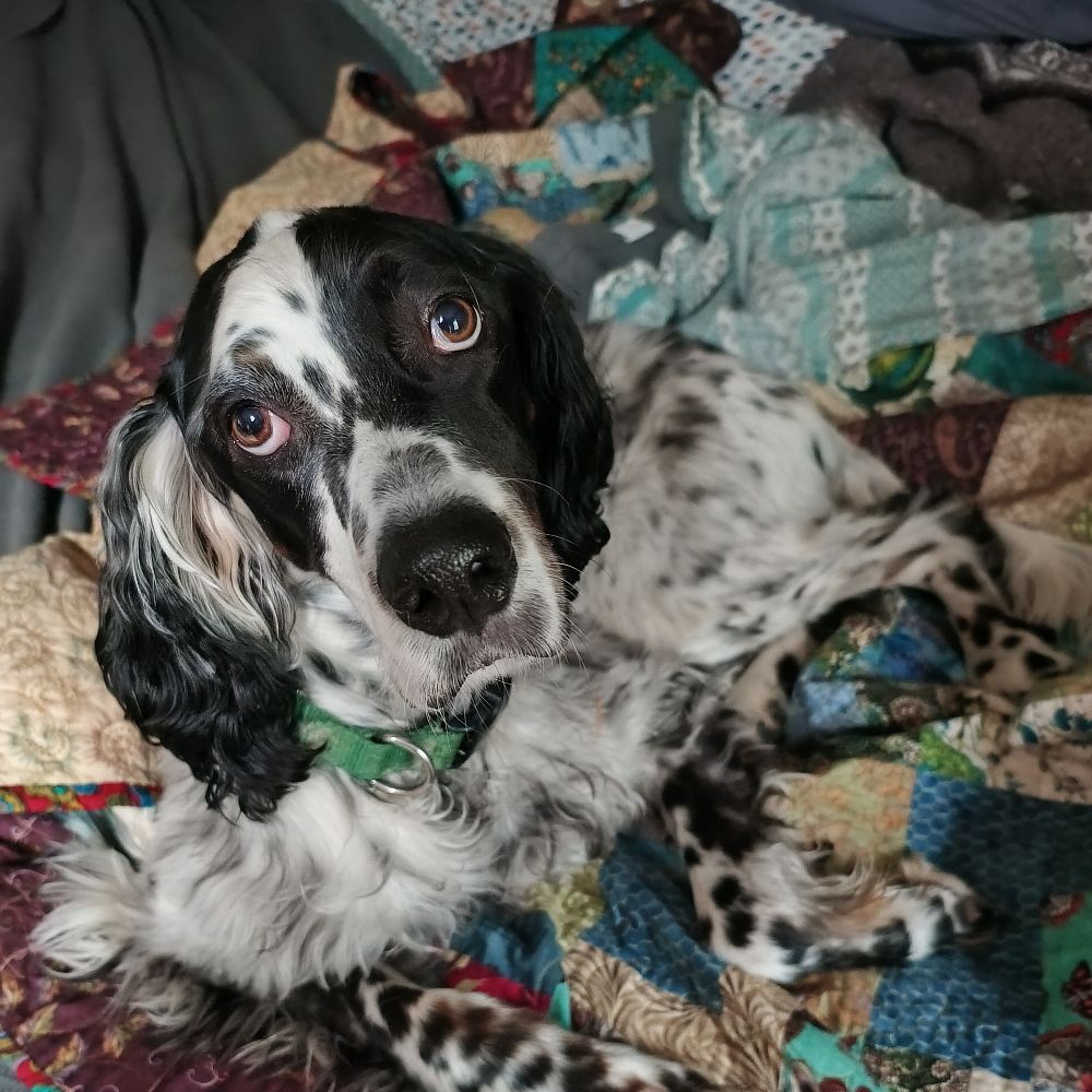 Jake the English Setter