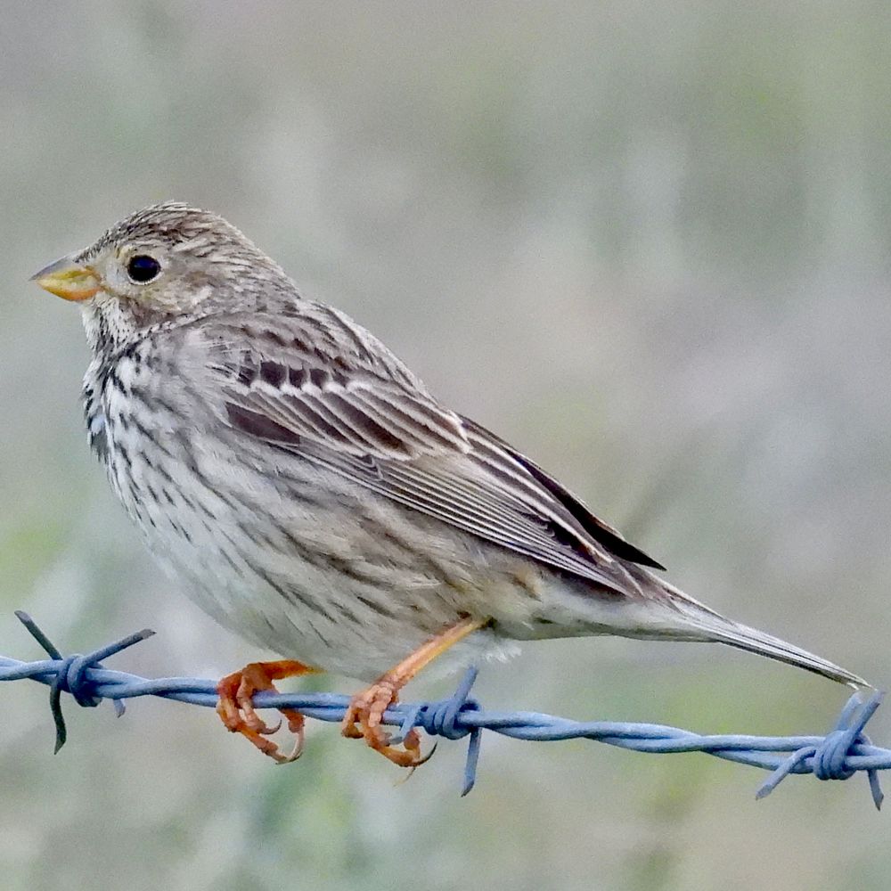 Fife Bird News