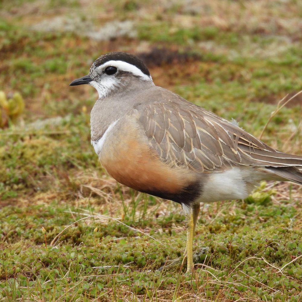 Birding Scotland