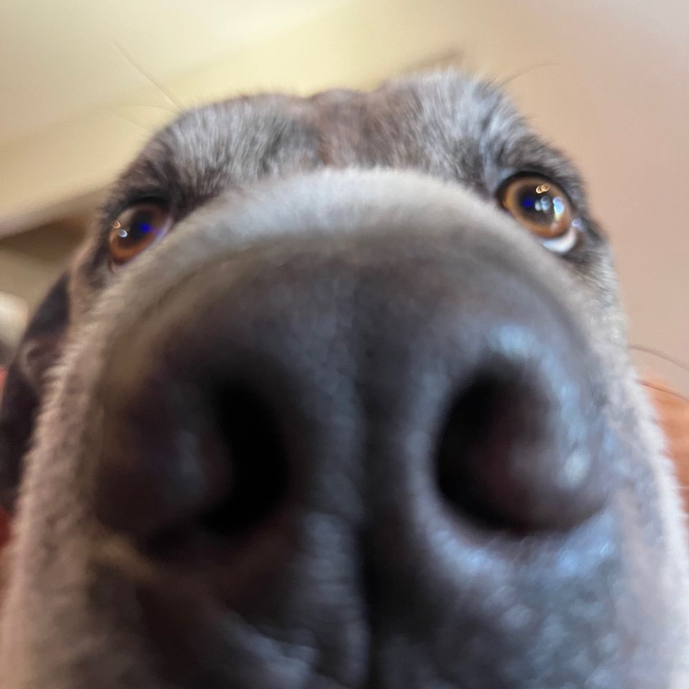 SkittleDoge