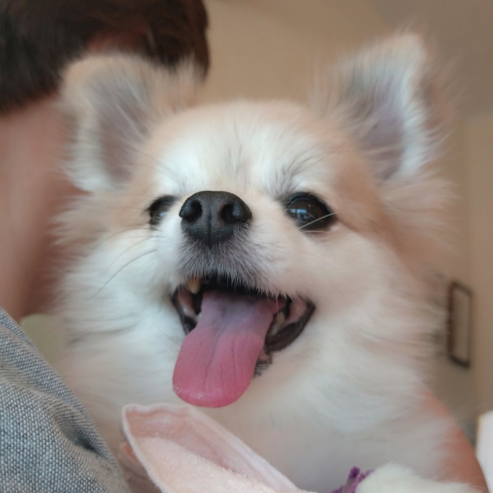 さくトメ