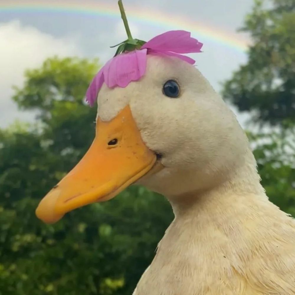 Volatile duck