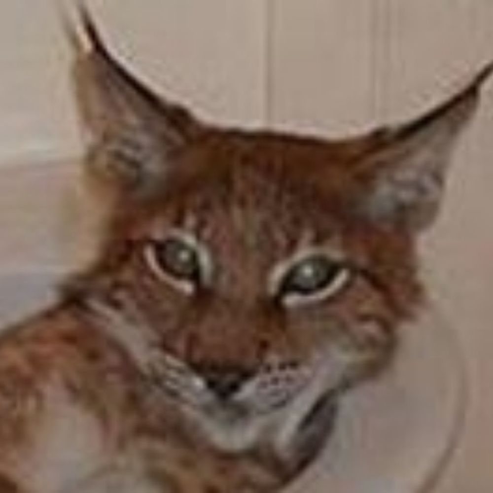 Jesse Lynx
