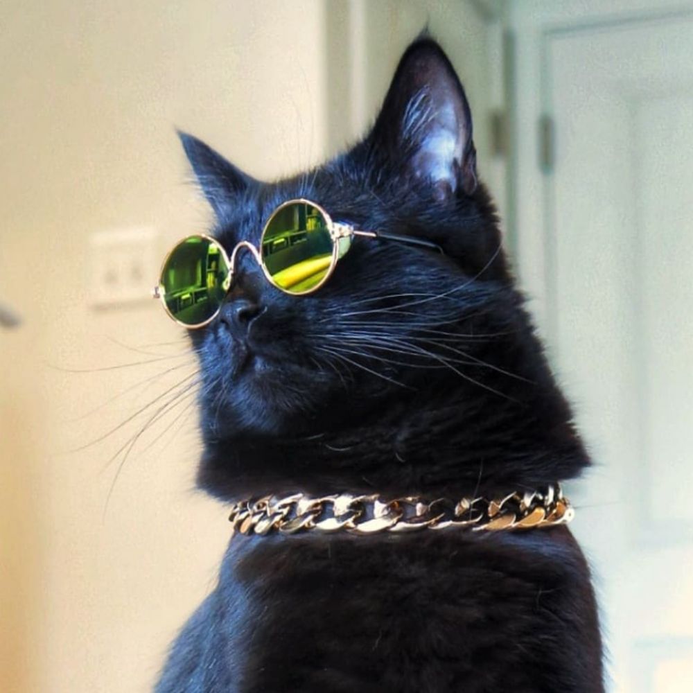 Rover The Cat
