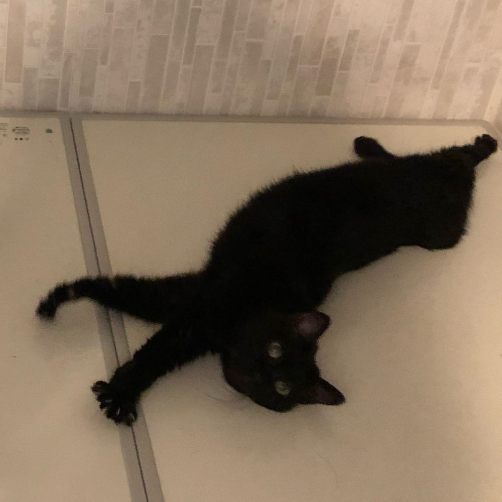 くろねこ