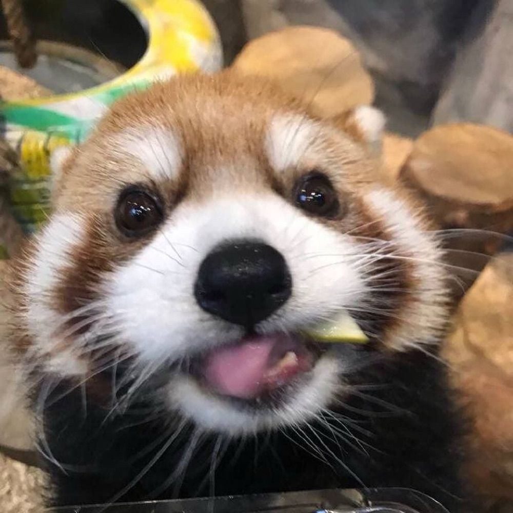 daily red panda