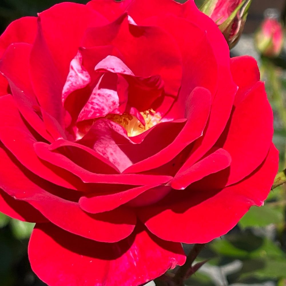 Beau’s Roses 🌹