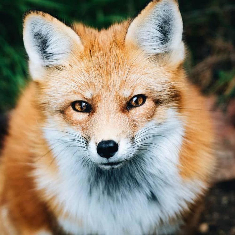Fox 🦊