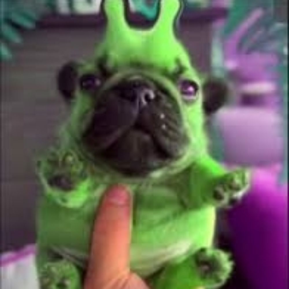 Pug