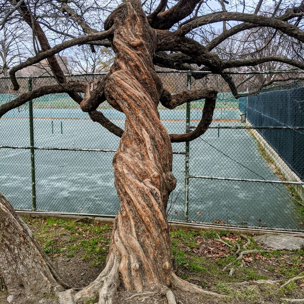 denisepc.bsky.social