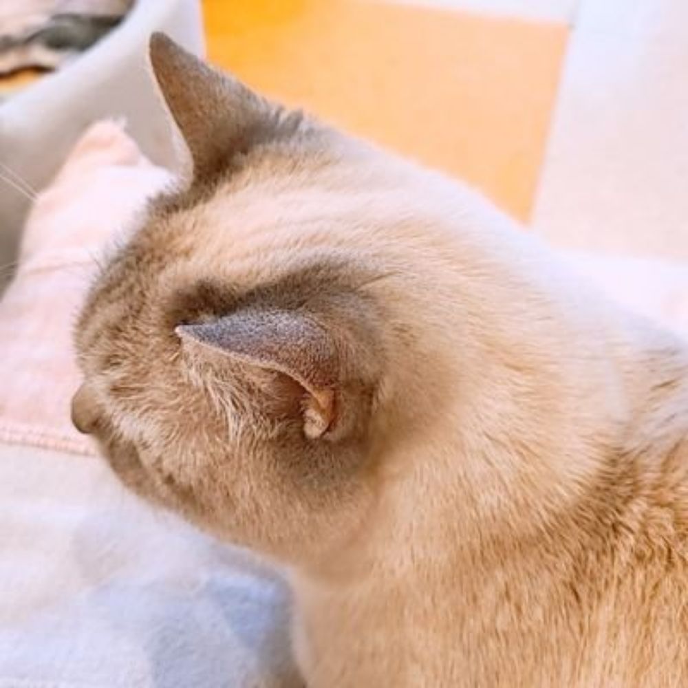 柚