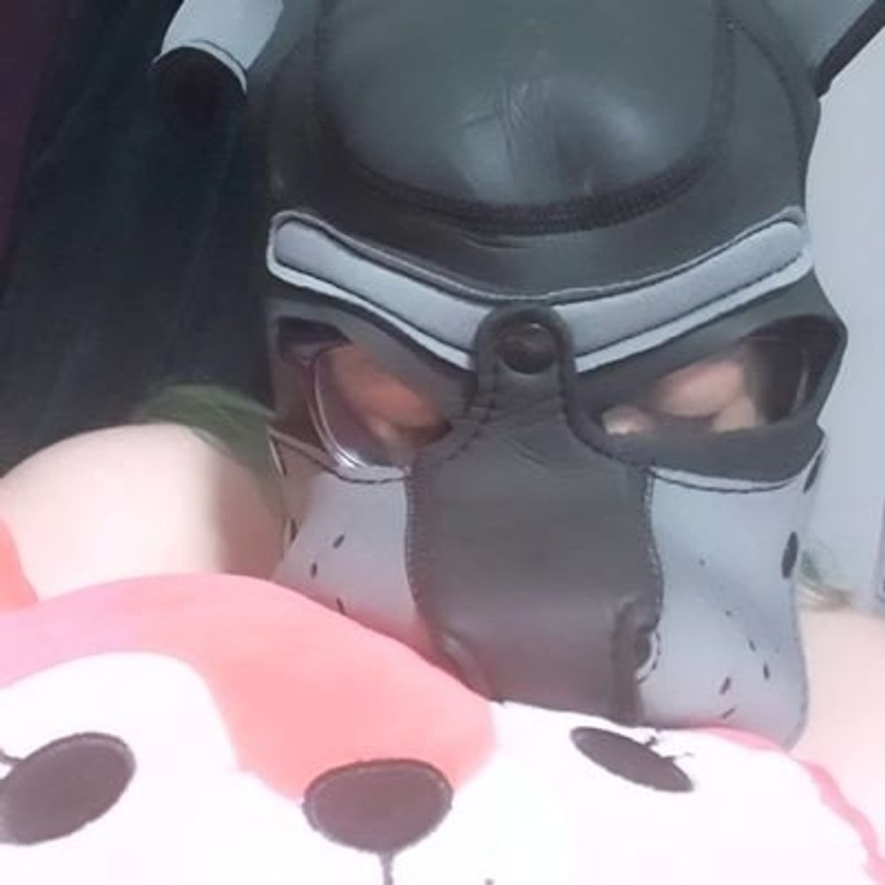 Dreamer pup wants hugs