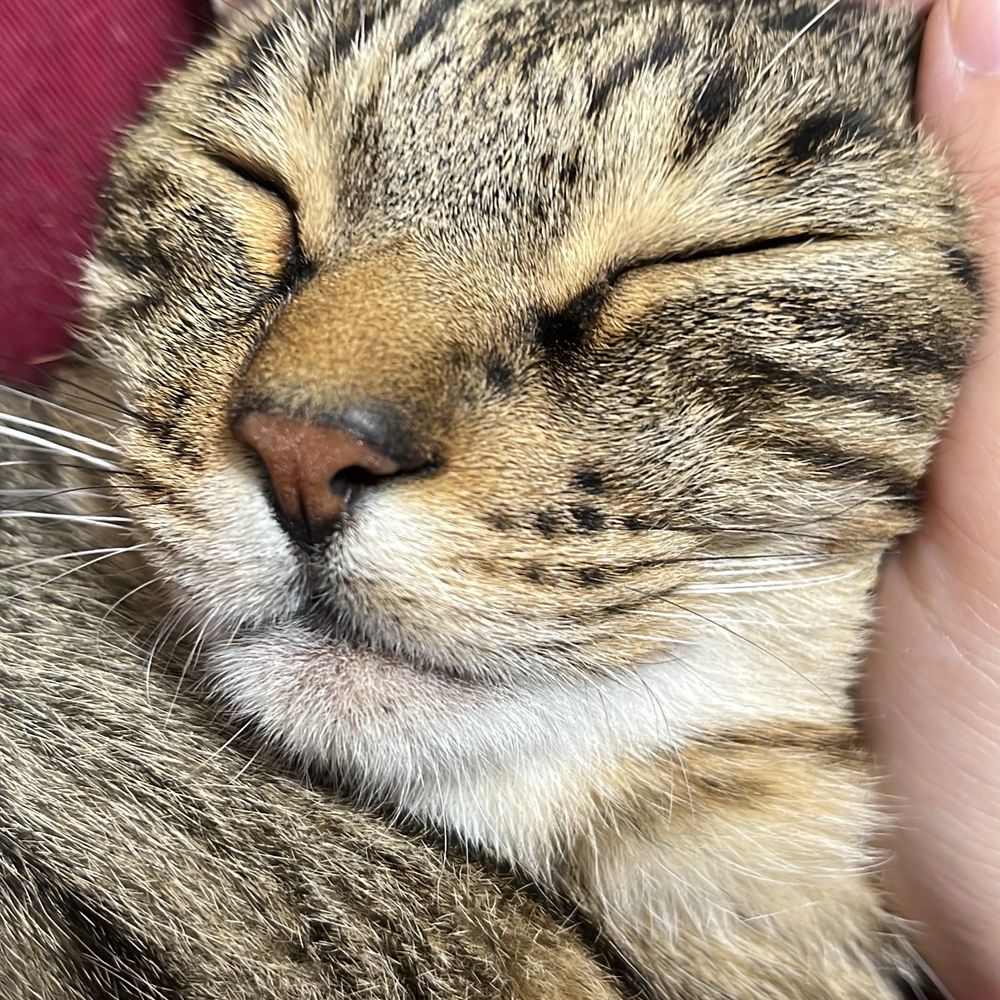 いろは